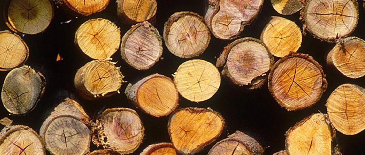 Einhell Accu Kettingzaag GE-LC 18 Li-Solo Power X-Change (Li-Ion, 18 V, 25 Cm Zwaardlengte, 23 Cm Snijlengte, Terugslagbescherming, Kettingvangbout, Zonder Accu En Lader) 15 Einhell Accu Kettingzaag GE-LC 18 Li-Solo Power X-Change (Li-Ion, 18 V, 25 Cm Zwaardlengte, 23 Cm Snijlengte, Terugslagbescherming, Kettingvangbout, Zonder Accu En Lader) - Afbeelding 15