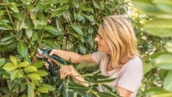 Bosch EasyPrune Accu Snoeischaar - 3.6 V Accu - USB -Merkloos Winkel 1200x675 9