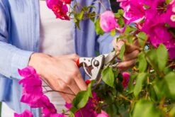 Felco 14 Snoeischaar | Ergonomisch | Voor Kleine Handen -Merkloos Winkel 1200x800 1