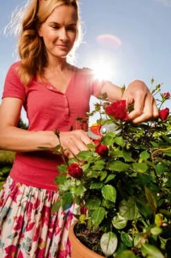 WOLF-Garten Snoeischaar "Premium Plus" RR 4000 - Max. Knipdiameter 22 Mm - Links- En Rechtshandige - Softinleg Handgreep - Snijhoek 30° - Voor Grote Handen - Vervangbare Messen 22 WOLF-Garten Snoeischaar "Premium Plus" RR 4000 - Max. Knipdiameter 22 Mm - Links- En Rechtshandige - Softinleg Handgreep - Snijhoek 30° - Voor Grote Handen - Vervangbare Messen -Merkloos Winkel 799x1200 1