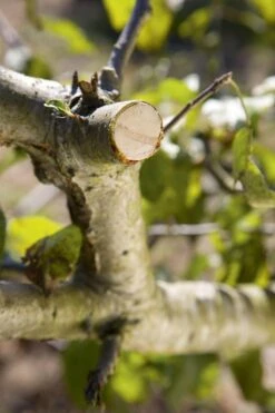 GARDENA - Comfort - Hefboomsnoeischaar Smartcut - Snoeischaar - Takdikte Max. 22 Mm -Merkloos Winkel 799x1200 13